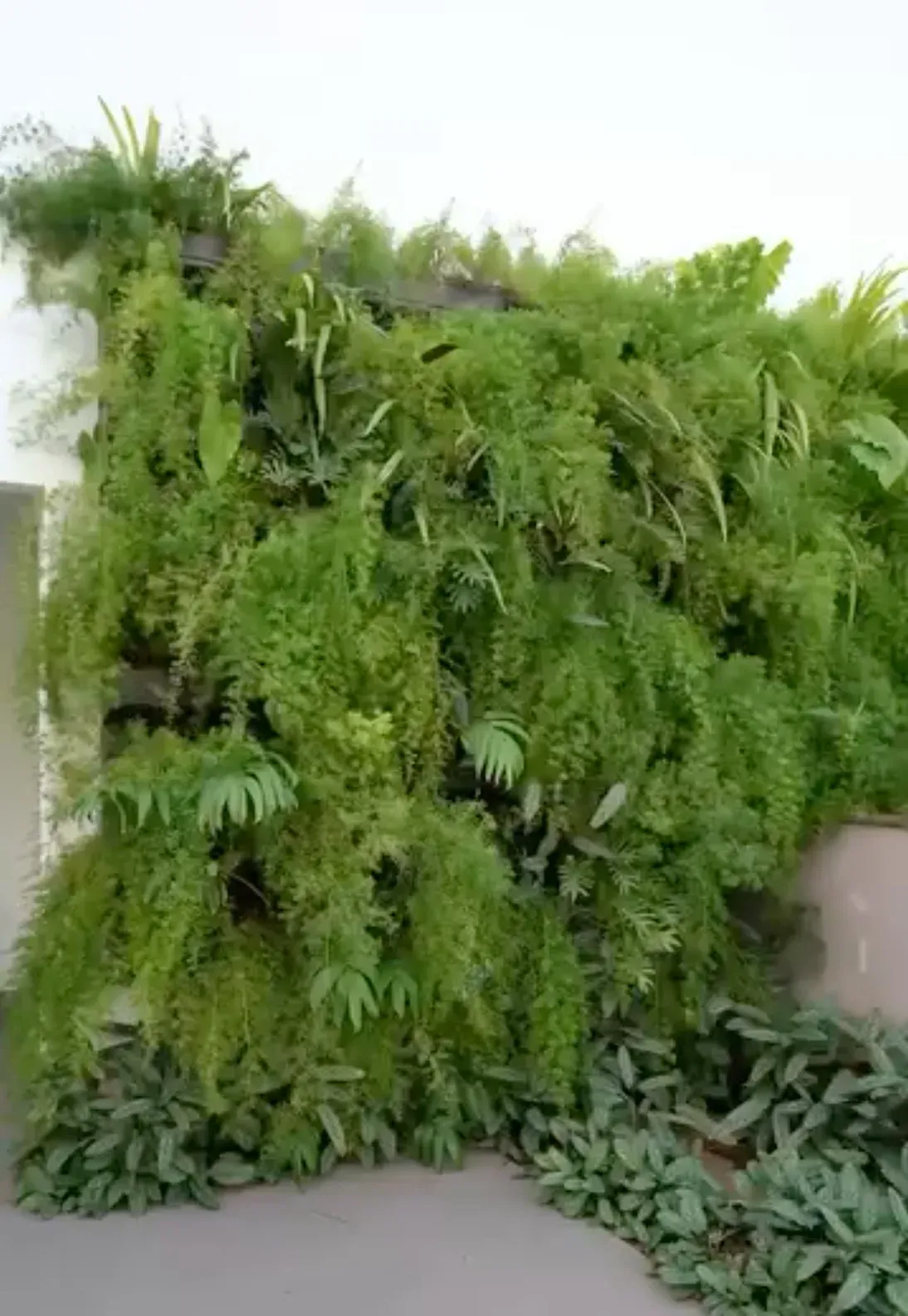 Jardim vertical denso com folhagens tropicais